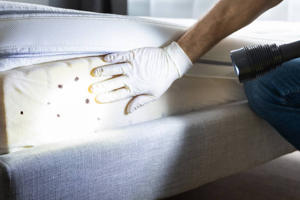 Best Emergency Pest Control  in Sigourney, IA